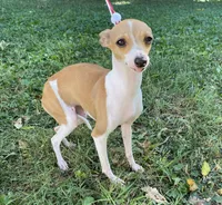 Ursula, a female Italian Greyhound for sale in Fort Branch, IN – Photo 7 of 10