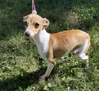 Ursula, a female Italian Greyhound for sale in Fort Branch, IN – Photo 6 of 10