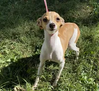 Ursula, a female Italian Greyhound for sale in Fort Branch, IN – Photo 4 of 10