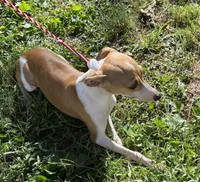 Ursula, a female Italian Greyhound for sale in Fort Branch, IN – Photo 5 of 10