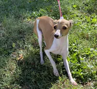 Ursula, a female Italian Greyhound for sale in Fort Branch, IN – Photo 8 of 10