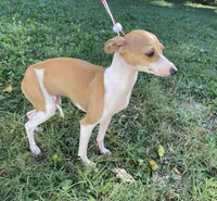 Ursula, a female Italian Greyhound for sale in Fort Branch, IN – Photo 2 of 10