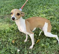 Ursula, a female Italian Greyhound for sale in Fort Branch, IN – Photo 1 of 10
