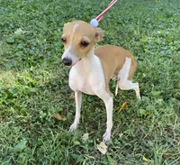 Ursula, a female Italian Greyhound for sale in Fort Branch, IN – Photo 3 of 10