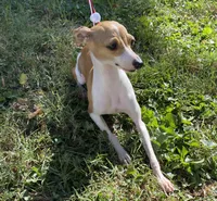 Ursula, a female Italian Greyhound for sale in Fort Branch, IN – Photo 9 of 10