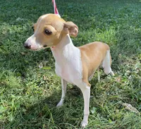 Ursula, a female Italian Greyhound for sale in Fort Branch, IN – Photo 10 of 10