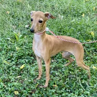 Hello, a male Italian Greyhound for sale in Fort Branch, IN – Photo 2 of 7