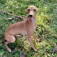 Hello, a male Italian Greyhound for sale in Fort Branch, IN – Photo 4 of 7