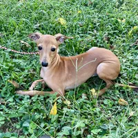 Hello, a male Italian Greyhound for sale in Fort Branch, IN – Photo 6 of 7