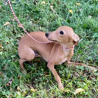 Hello, a male Italian Greyhound for sale in Fort Branch, IN – Photo 3 of 7