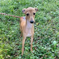 Hello, a male Italian Greyhound for sale in Fort Branch, IN – Photo 7 of 7