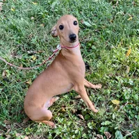 Hello, a male Italian Greyhound for sale in Fort Branch, IN – Photo 5 of 7