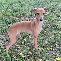 Hello, a male Italian Greyhound for sale in Fort Branch, IN – Photo 1 of 7