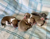 Chanel’s, a female Italian Greyhound for sale in Fort Branch, IN – Photo 4 of 7