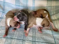 Chanel’s, a female Italian Greyhound for sale in Fort Branch, IN – Photo 1 of 7