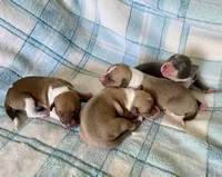 Chanel’s, a female Italian Greyhound for sale in Fort Branch, IN – Photo 7 of 7