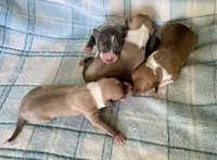 Chanel’s, a female Italian Greyhound for sale in Fort Branch, IN – Photo 5 of 7