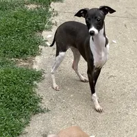 Flower, a female Italian Greyhound for sale in Fort Branch, IN – Photo 3 of 8