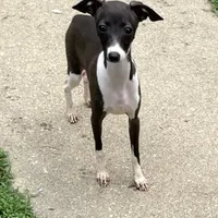 Flower, a female Italian Greyhound for sale in Fort Branch, IN – Photo 5 of 8