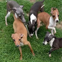 Flower, a female Italian Greyhound for sale in Fort Branch, IN – Photo 4 of 8