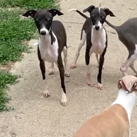 Flower, a female Italian Greyhound for sale in Fort Branch, IN – Photo 2 of 8