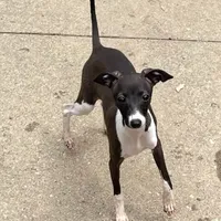 Flower, a female Italian Greyhound for sale in Fort Branch, IN – Photo 1 of 8