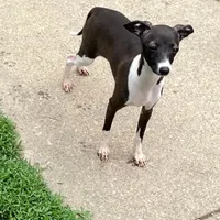 Flower, a female Italian Greyhound for sale in Fort Branch, IN – Photo 6 of 8