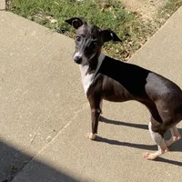 Flower, a female Italian Greyhound for sale in Fort Branch, IN – Photo 8 of 8