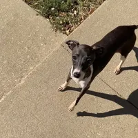 Flower, a female Italian Greyhound for sale in Fort Branch, IN – Photo 7 of 8