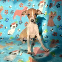 Edna, a female Italian Greyhound for sale in Fort Branch, IN – Photo 7 of 10