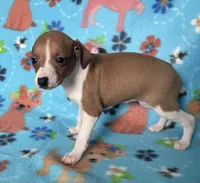 Edna, a female Italian Greyhound for sale in Fort Branch, IN – Photo 5 of 10