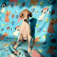 Edna, a female Italian Greyhound for sale in Fort Branch, IN – Photo 10 of 10