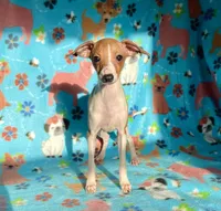Edna, a female Italian Greyhound for sale in Fort Branch, IN – Photo 8 of 10