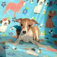 Edna, a female Italian Greyhound for sale in Fort Branch, IN – Photo 6 of 10