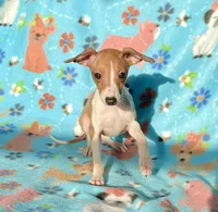 Edna, a female Italian Greyhound for sale in Fort Branch, IN – Photo 1 of 10