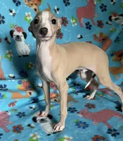 processed/eb2a47aa-0f67-45a3-a67a-3a3b9020700a/listing/934d7c07-2932-404e-a904-9747305bbdfe/4687a25b-2b38-4134-b689-16d2367848fa