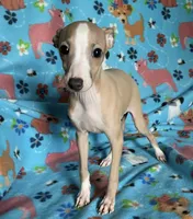 processed/eb2a47aa-0f67-45a3-a67a-3a3b9020700a/listing/934d7c07-2932-404e-a904-9747305bbdfe/bd1e5d6a-960d-4434-9435-8a2874570d2b