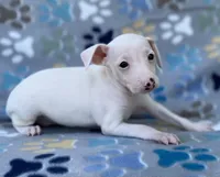 Arrow, a male Italian Greyhound for sale in Fort Branch, IN – Photo 5 of 7