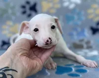Arrow, a male Italian Greyhound for sale in Fort Branch, IN – Photo 7 of 7