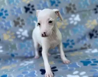 Arrow, a male Italian Greyhound for sale in Fort Branch, IN – Photo 4 of 7