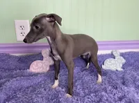 Opal, a female Italian Greyhound for sale in Fort Branch, IN – Photo 6 of 6