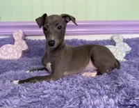 Opal, a female Italian Greyhound for sale in Fort Branch, IN – Photo 4 of 6