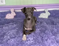 Opal, a female Italian Greyhound for sale in Fort Branch, IN – Photo 5 of 6
