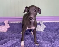 Opal, a female Italian Greyhound for sale in Fort Branch, IN – Photo 3 of 6