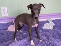 Opal, a female Italian Greyhound for sale in Fort Branch, IN – Photo 1 of 6