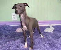Opal, a female Italian Greyhound for sale in Fort Branch, IN – Photo 2 of 6