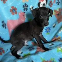 Jovi, a male Italian Greyhound for sale in Fort Branch, IN – Photo 3 of 6