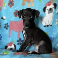 Jovi, a male Italian Greyhound for sale in Fort Branch, IN – Photo 2 of 6