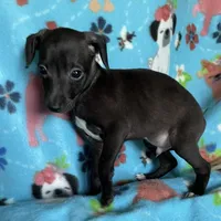 Jovi, a male Italian Greyhound for sale in Fort Branch, IN – Photo 4 of 6