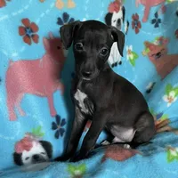 Jovi, a male Italian Greyhound for sale in Fort Branch, IN – Photo 5 of 6